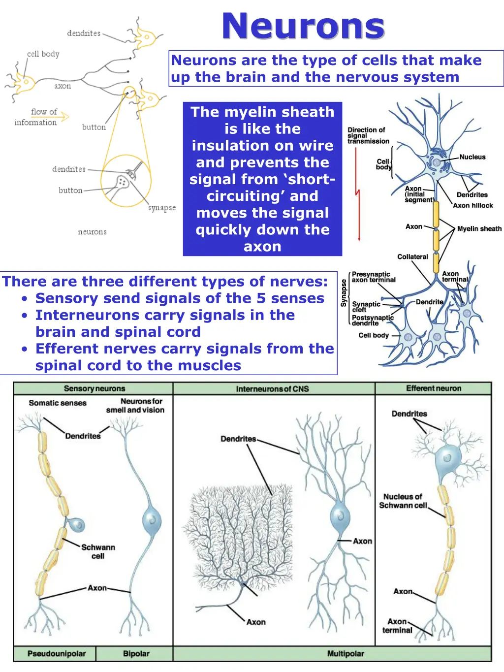 neurons neurons are the type of cells that make