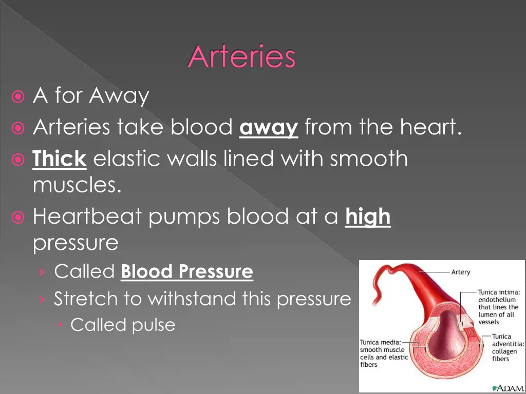 arteries