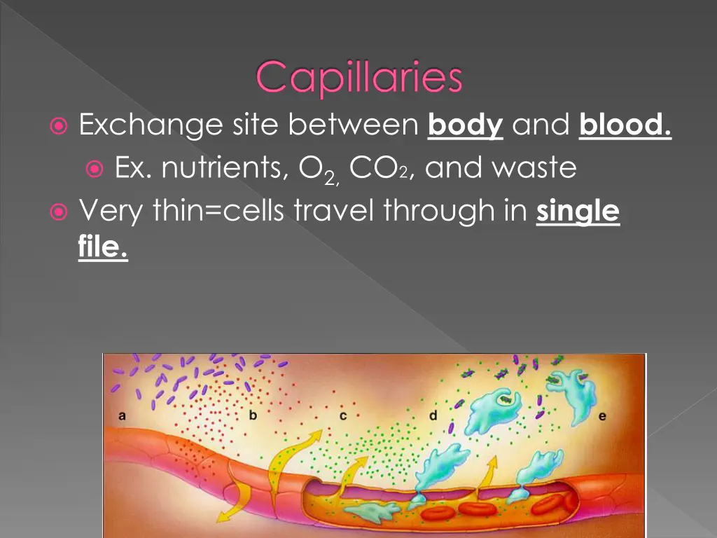 capillaries