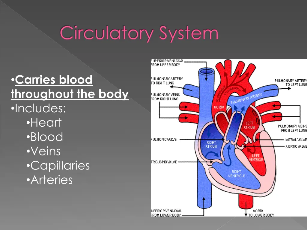 circulatory system