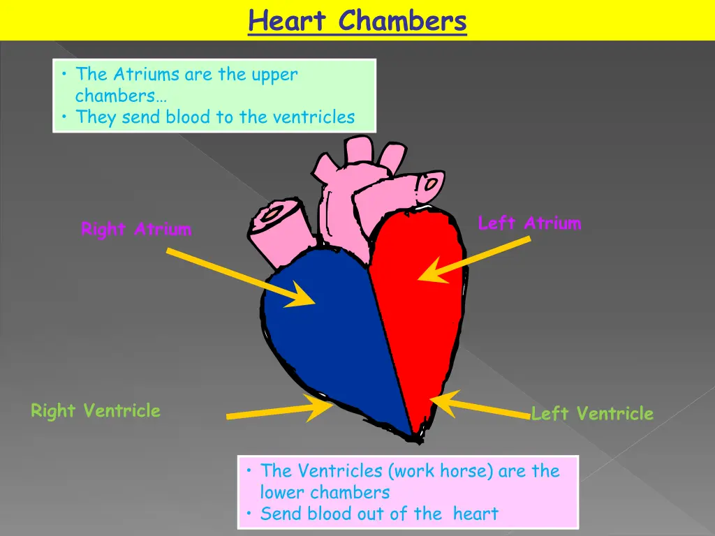 heart chambers