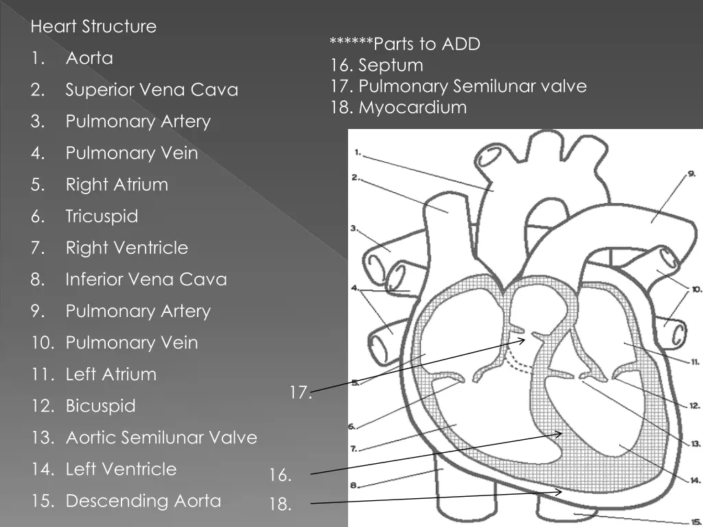 heart structure