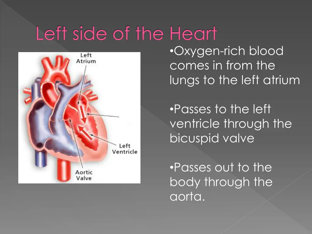 left side of the heart