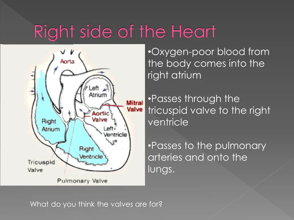 right side of the heart