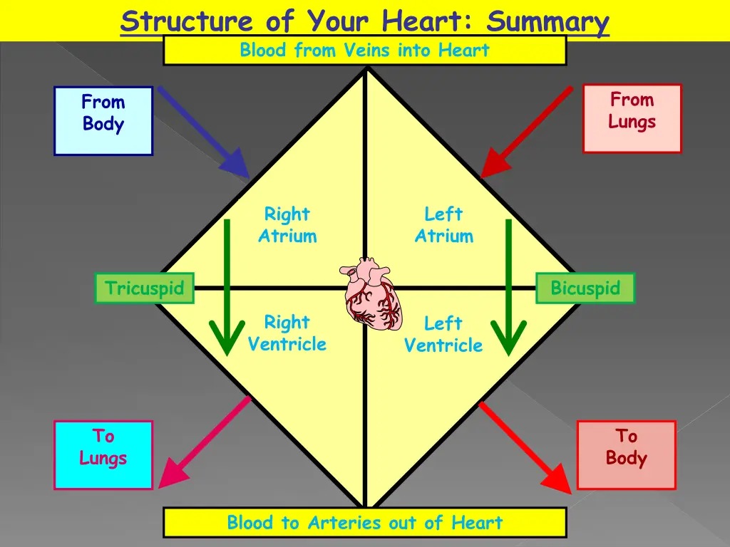 structure of your heart summary blood from veins