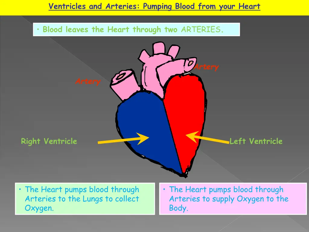 ventricles and arteries pumping blood from your