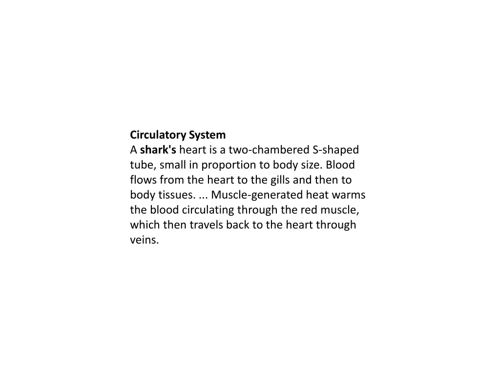 circulatory system a shark s heart