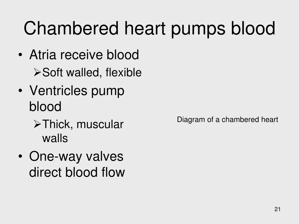 chambered heart pumps blood 1