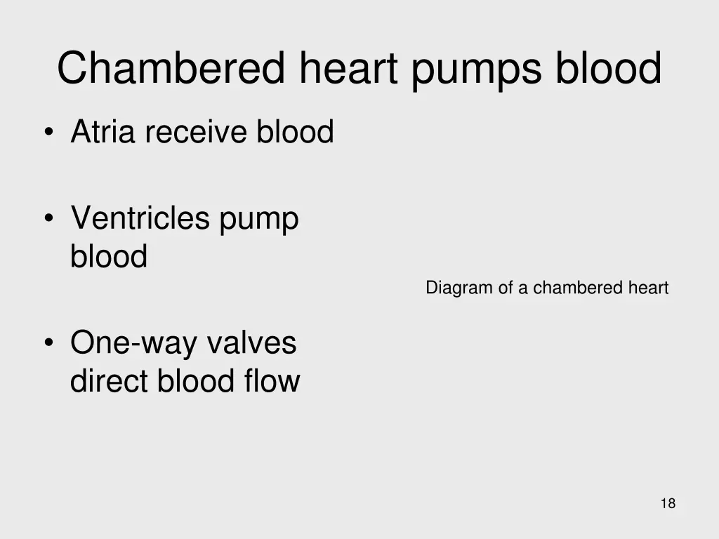 chambered heart pumps blood