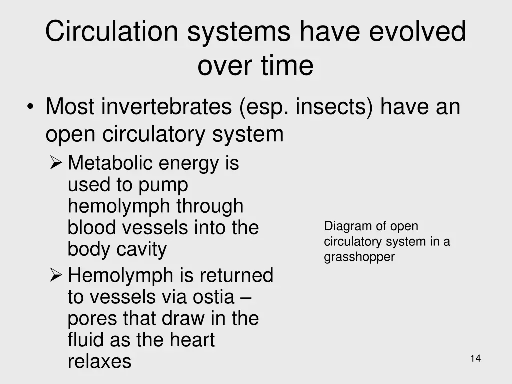 circulation systems have evolved over time most