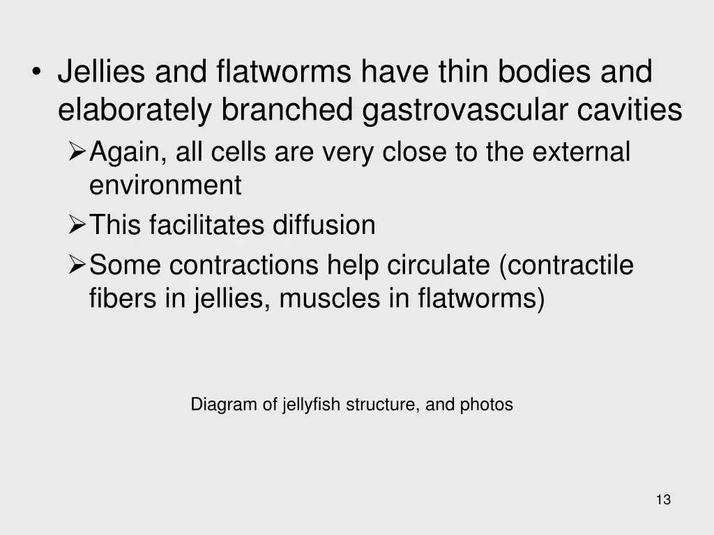 jellies and flatworms have thin bodies