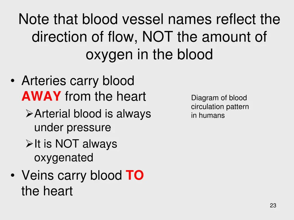 note that blood vessel names reflect