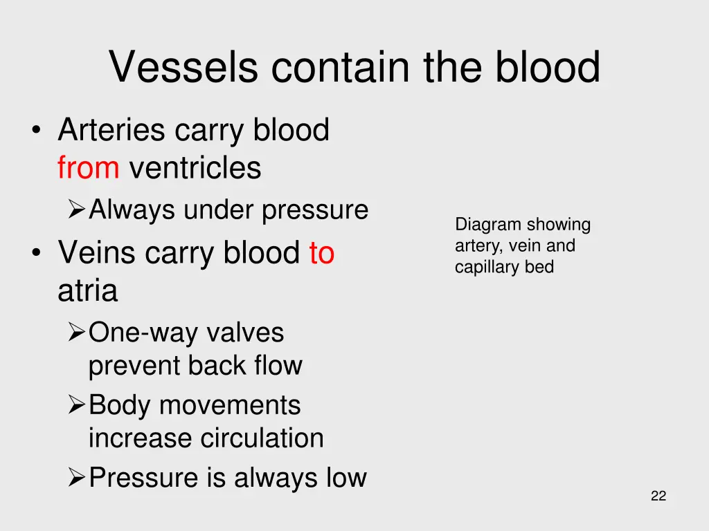 vessels contain the blood