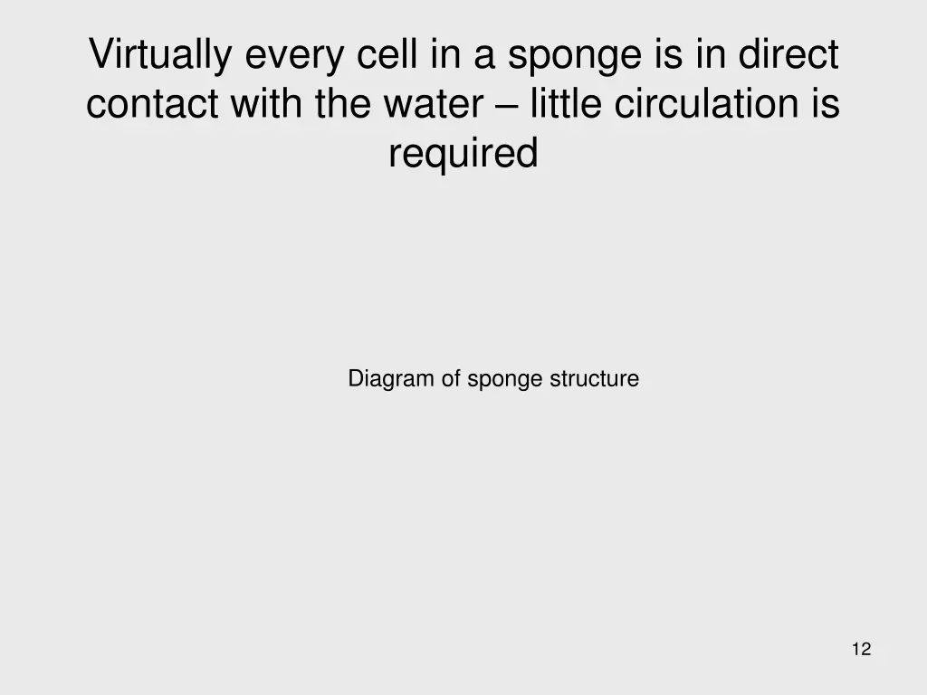 virtually every cell in a sponge is in direct