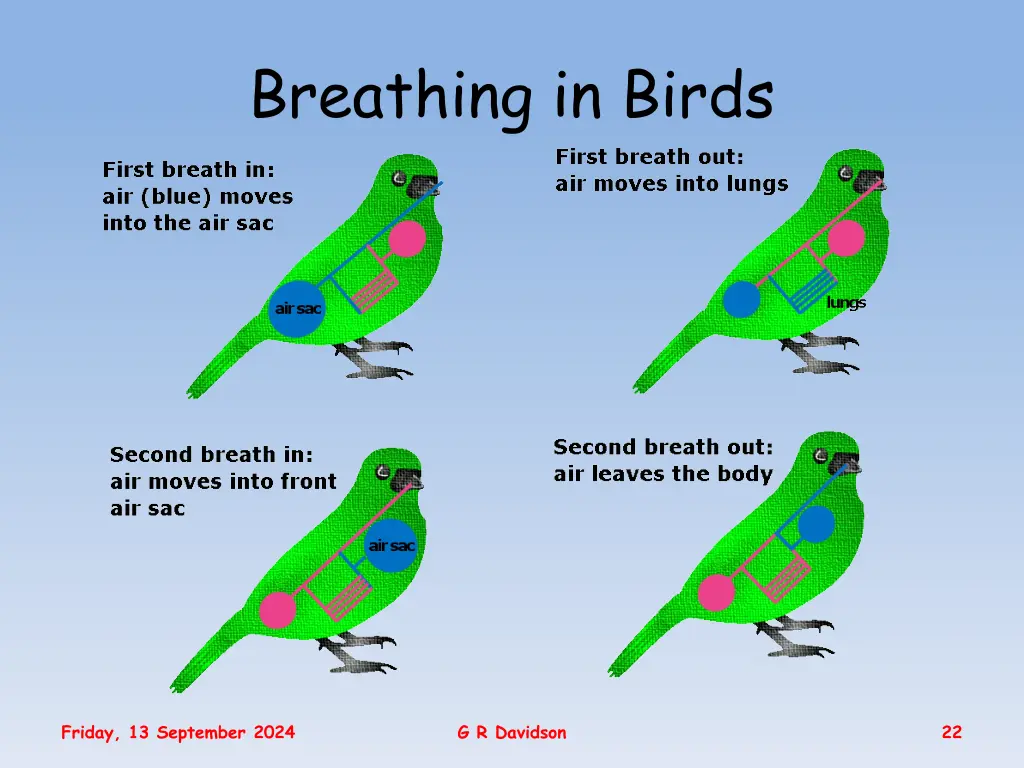 breathing in birds