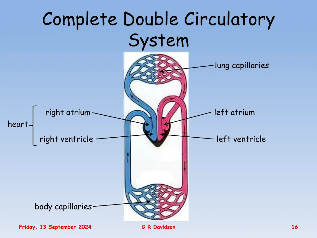 complete double circulatory system