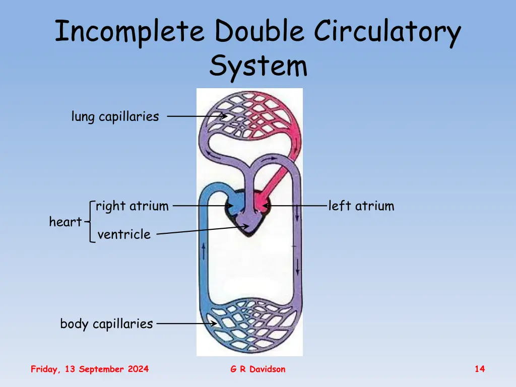 incomplete double circulatory system 1