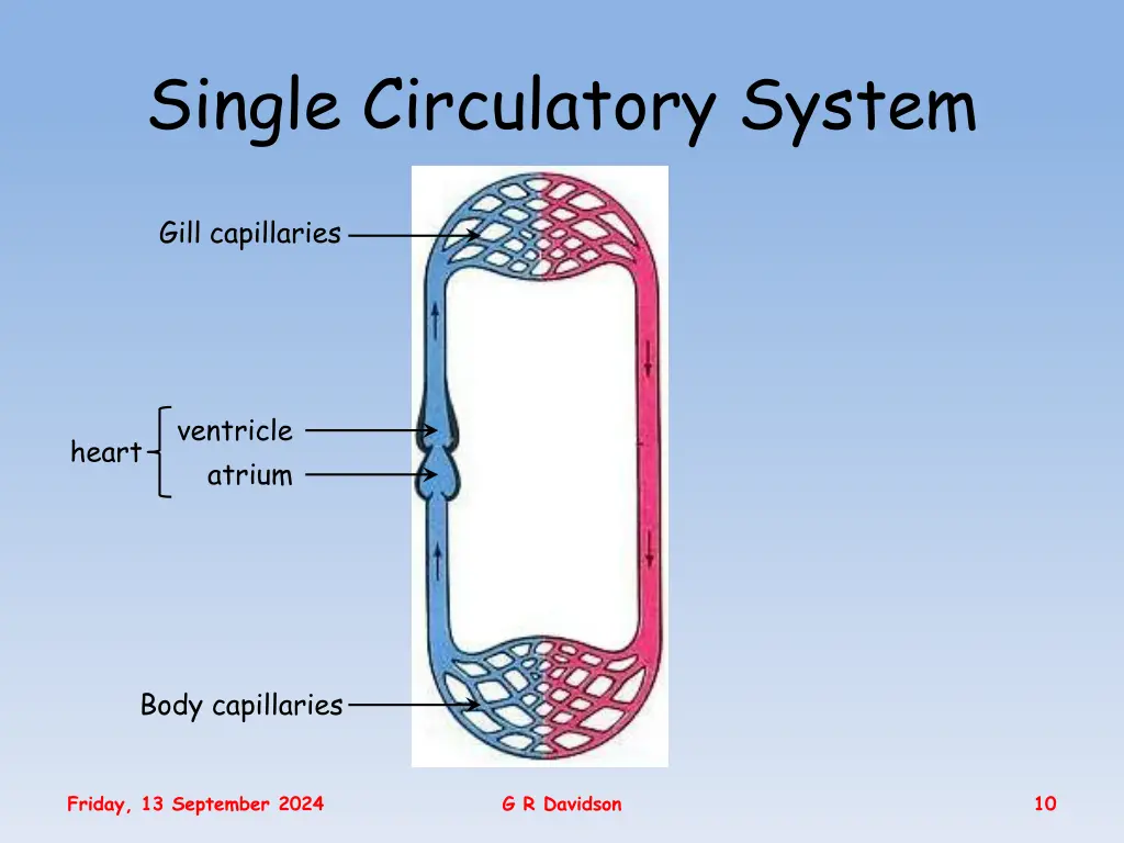 single circulatory system 1