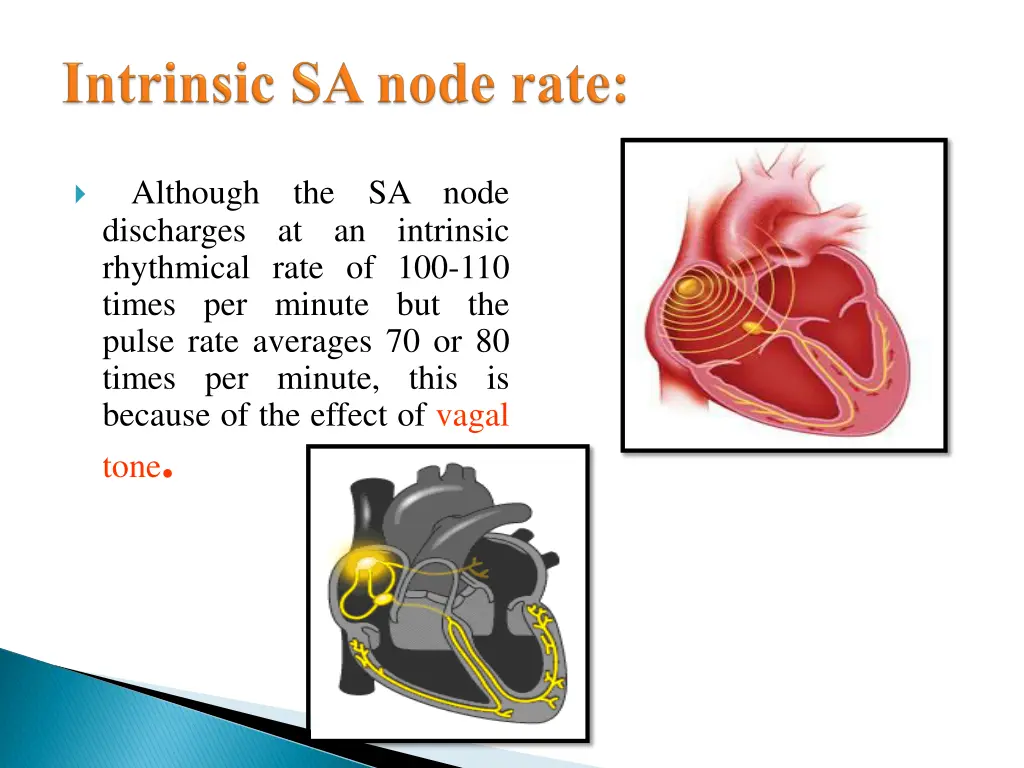 although the sa node discharges at an intrinsic