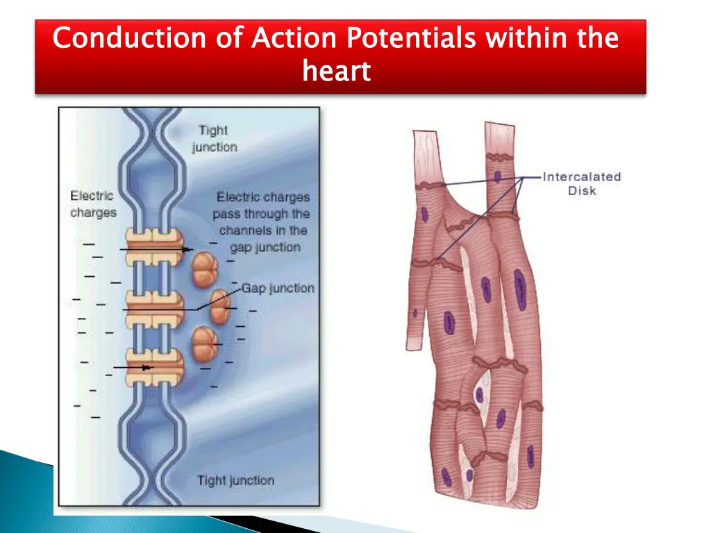 conduction of action potentials within the heart