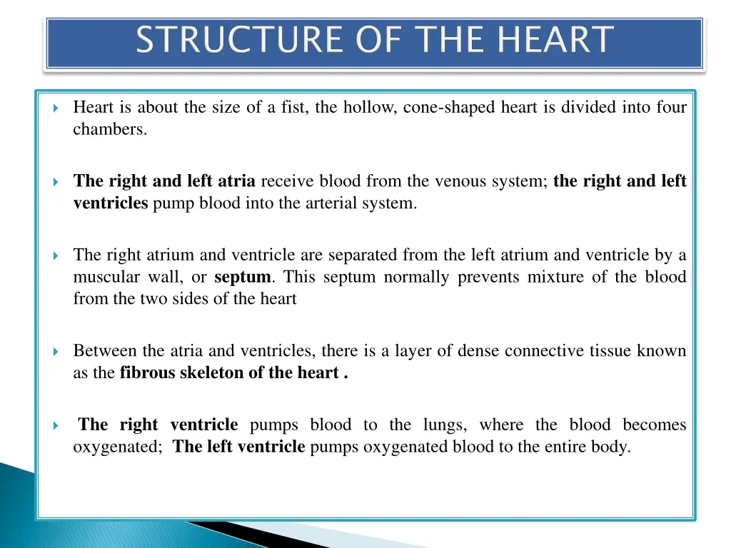 heart is about the size of a fist the hollow cone