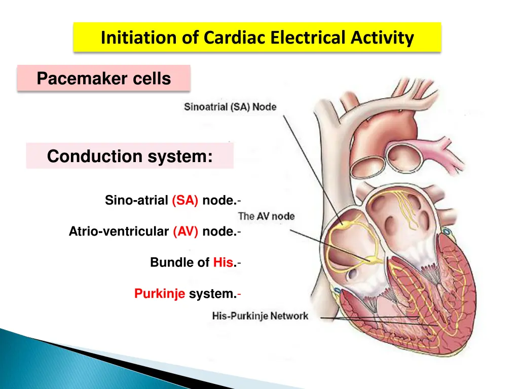 initiation of cardiac electrical activity