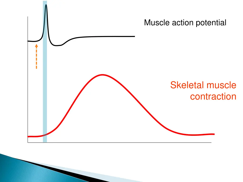 muscle action potential