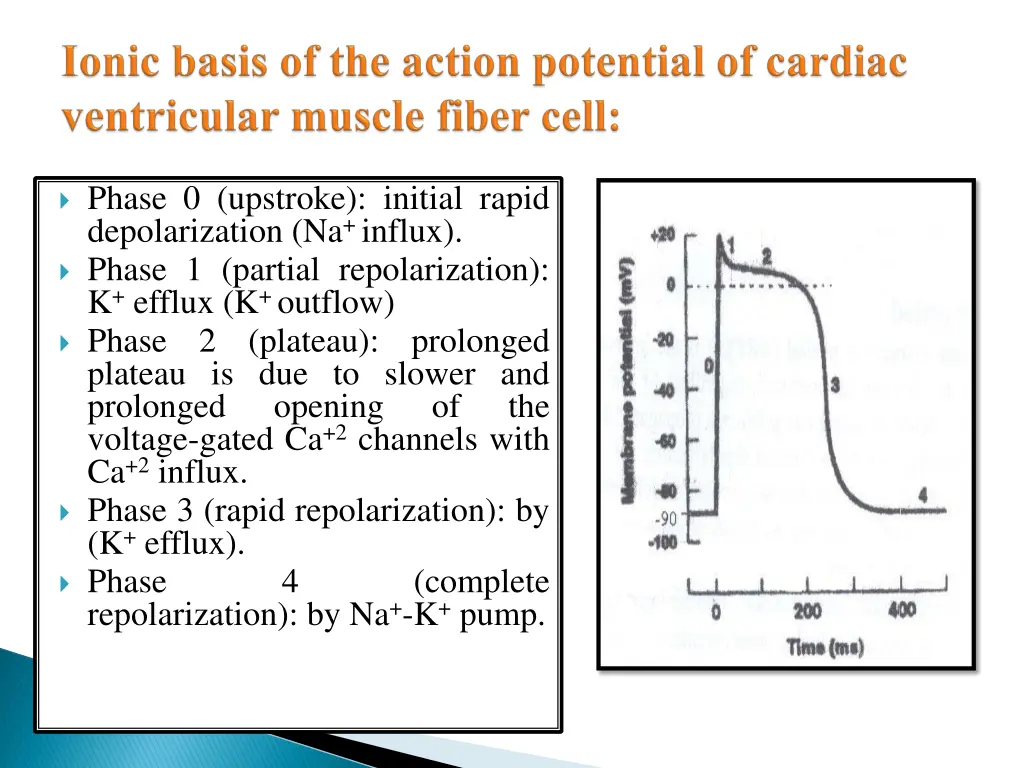 phase 0 upstroke initial rapid depolarization