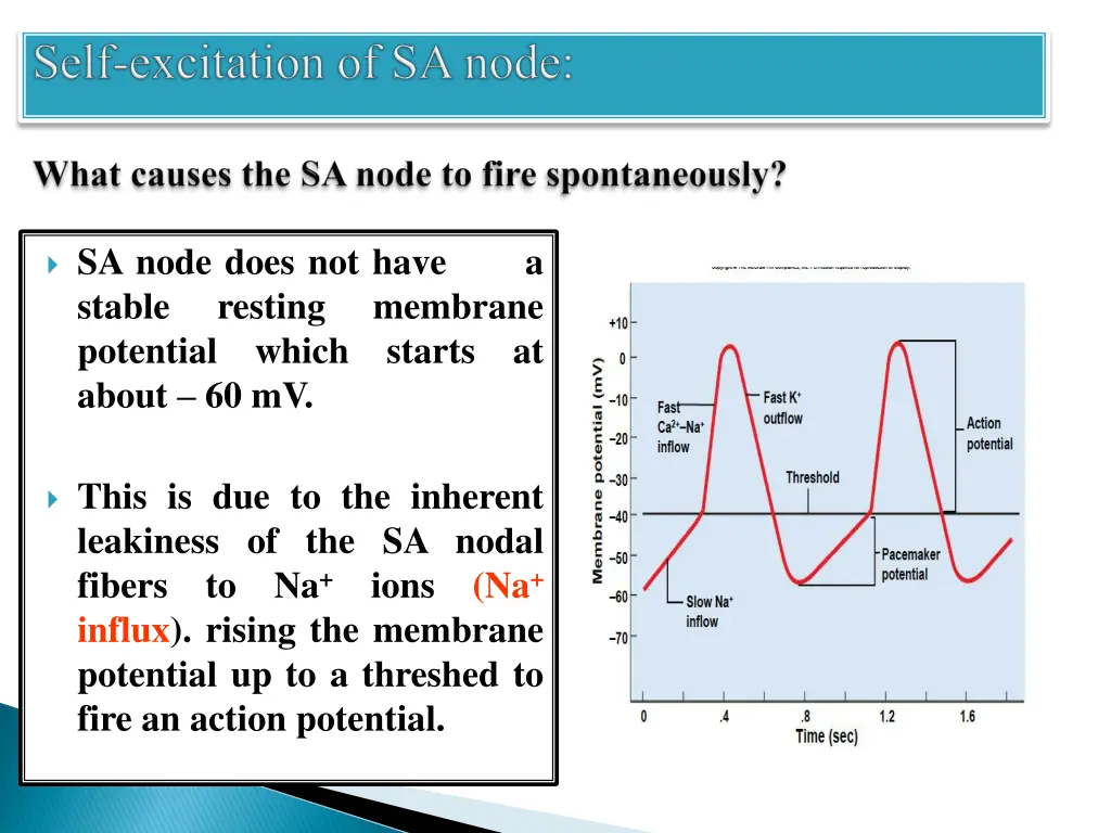 sa node does not have a stable resting potential