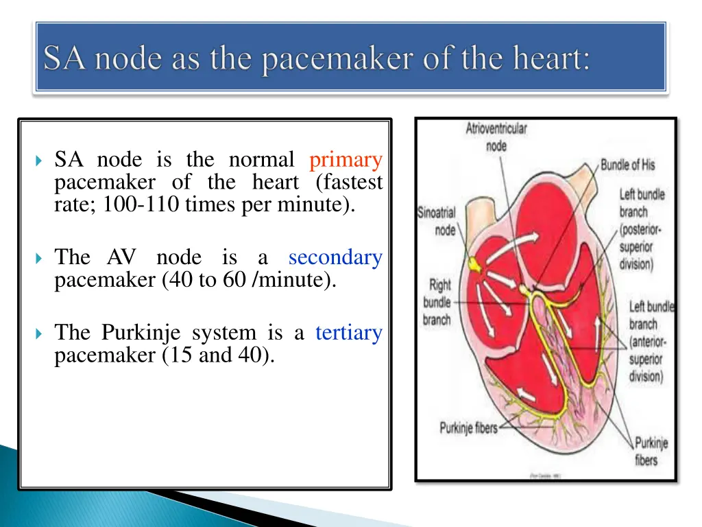 sa node is the normal primary pacemaker