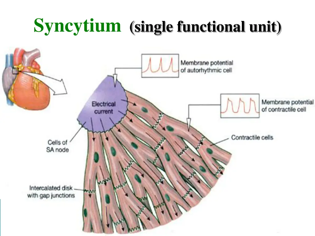 syncytium single functional unit