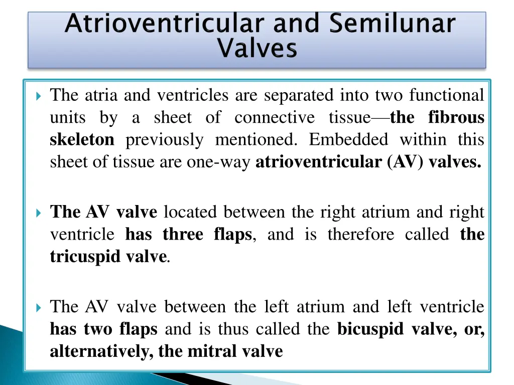 the atria and ventricles are separated into