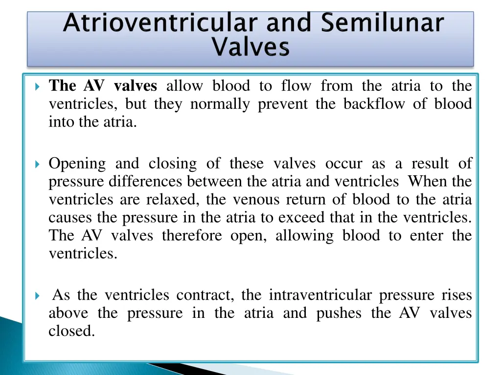 the av valves allow blood to flow from the atria