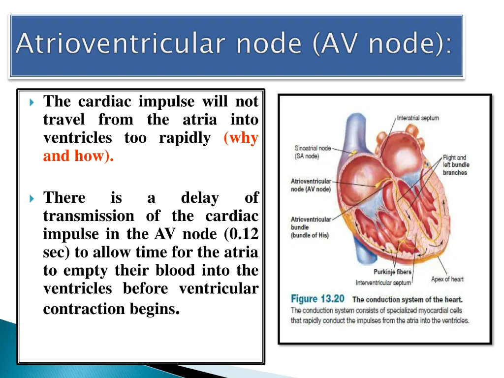 the cardiac impulse will not travel from