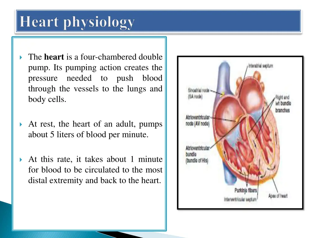 the heart is a four chambered double pump