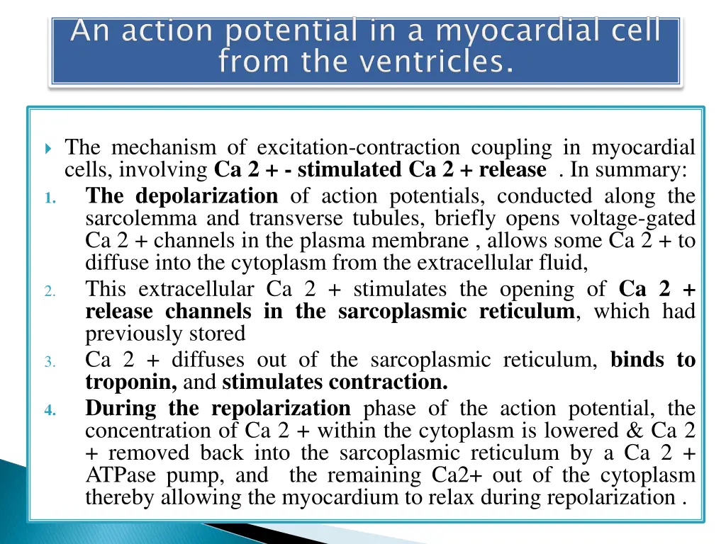 the mechanism of excitation contraction coupling