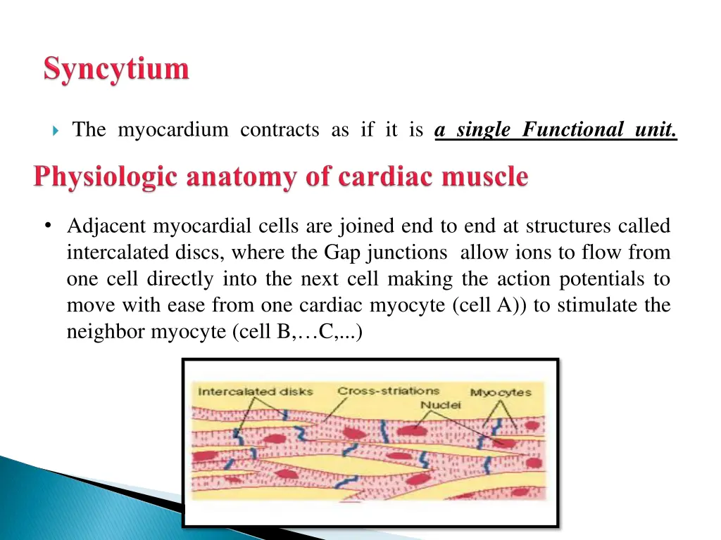 the myocardium contracts as if it is a single