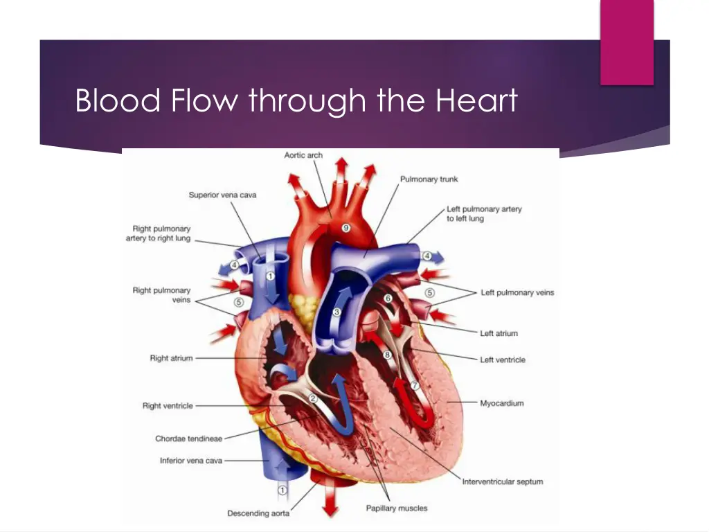 blood flow through the heart 1