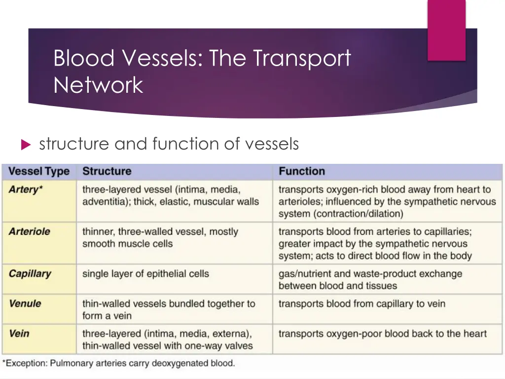 blood vessels the transport network