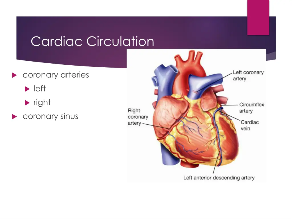 cardiac circulation