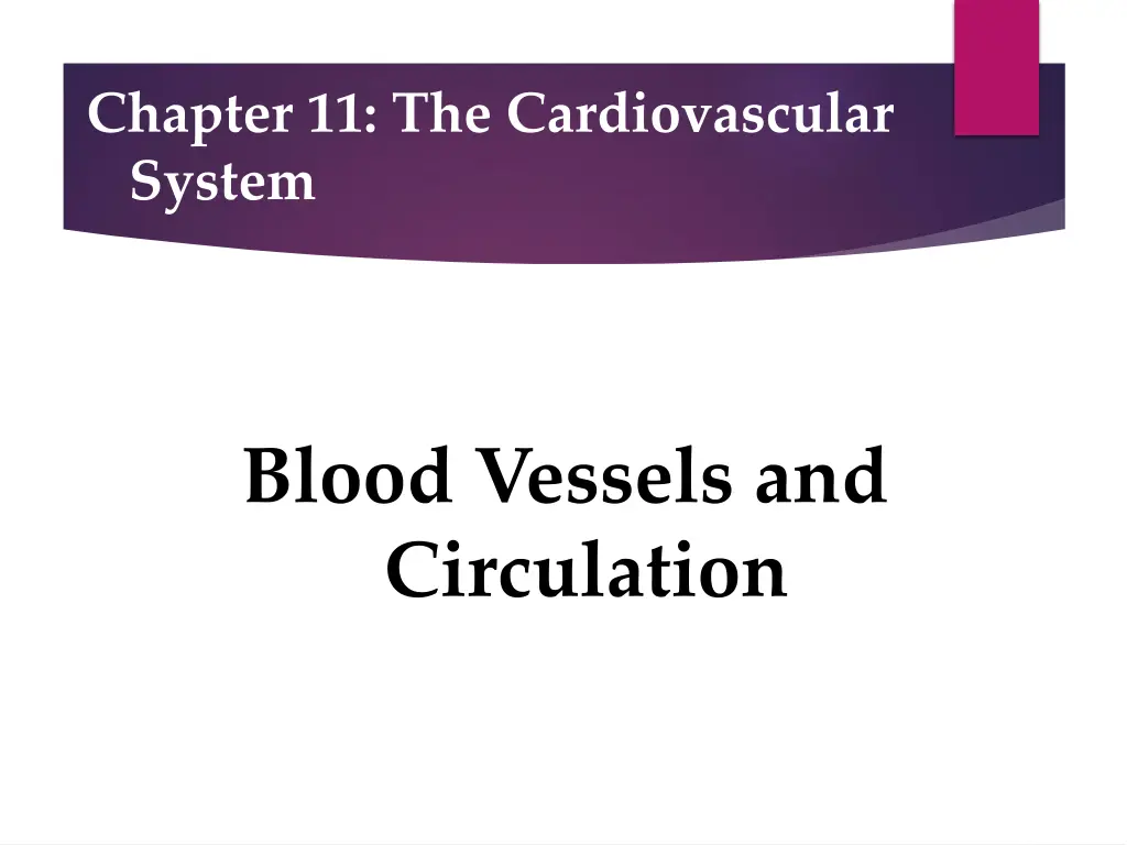 chapter 11 the cardiovascular system 2