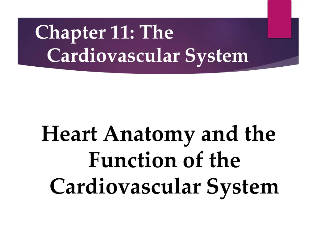 chapter 11 the cardiovascular system