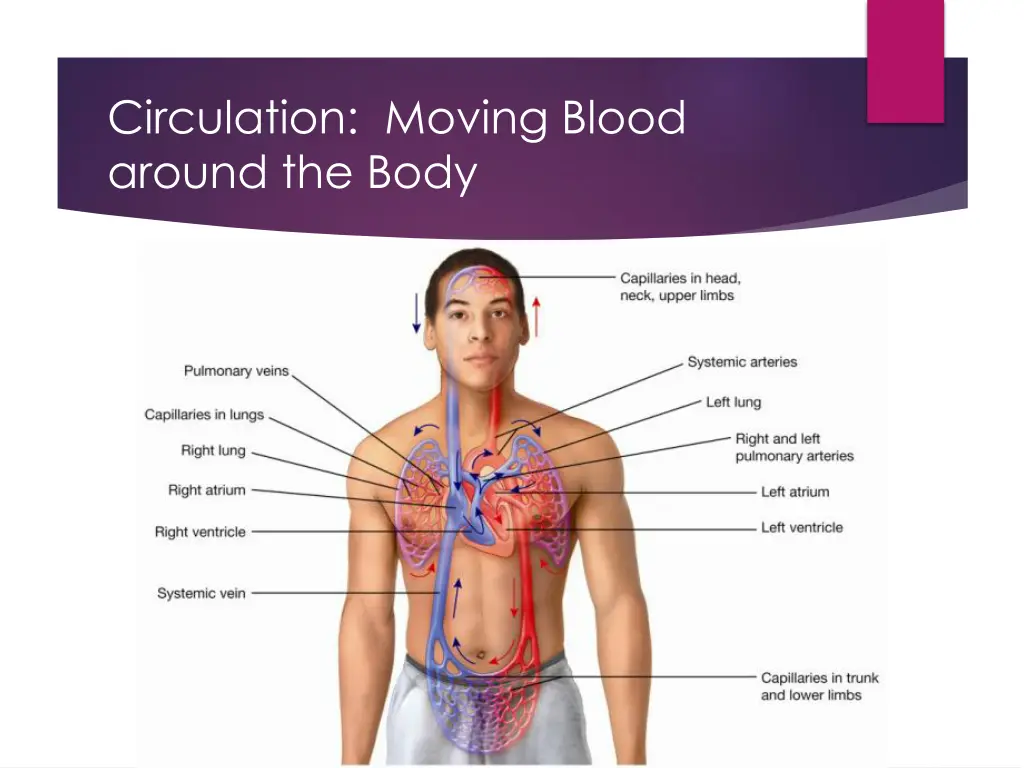 circulation moving blood around the body 1