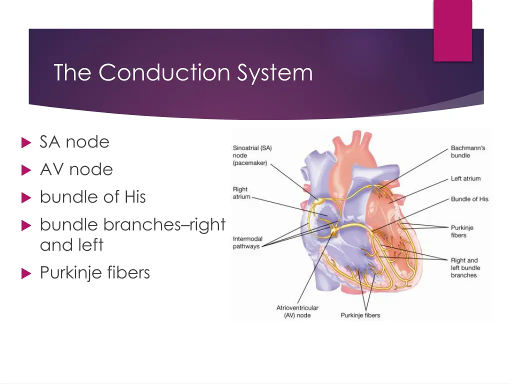 the conduction system