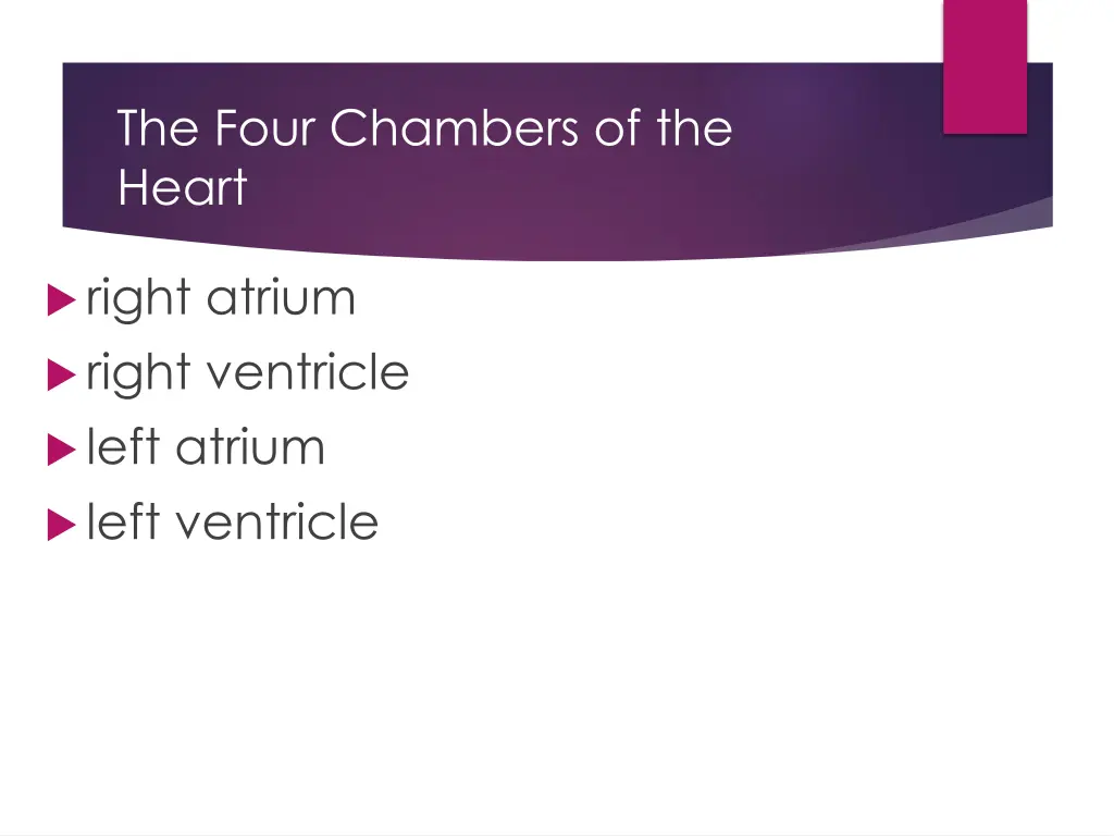 the four chambers of the heart