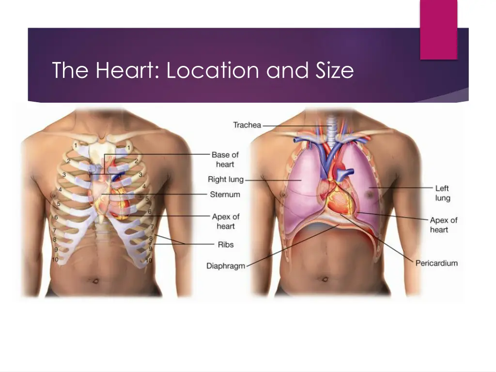 the heart location and size 1