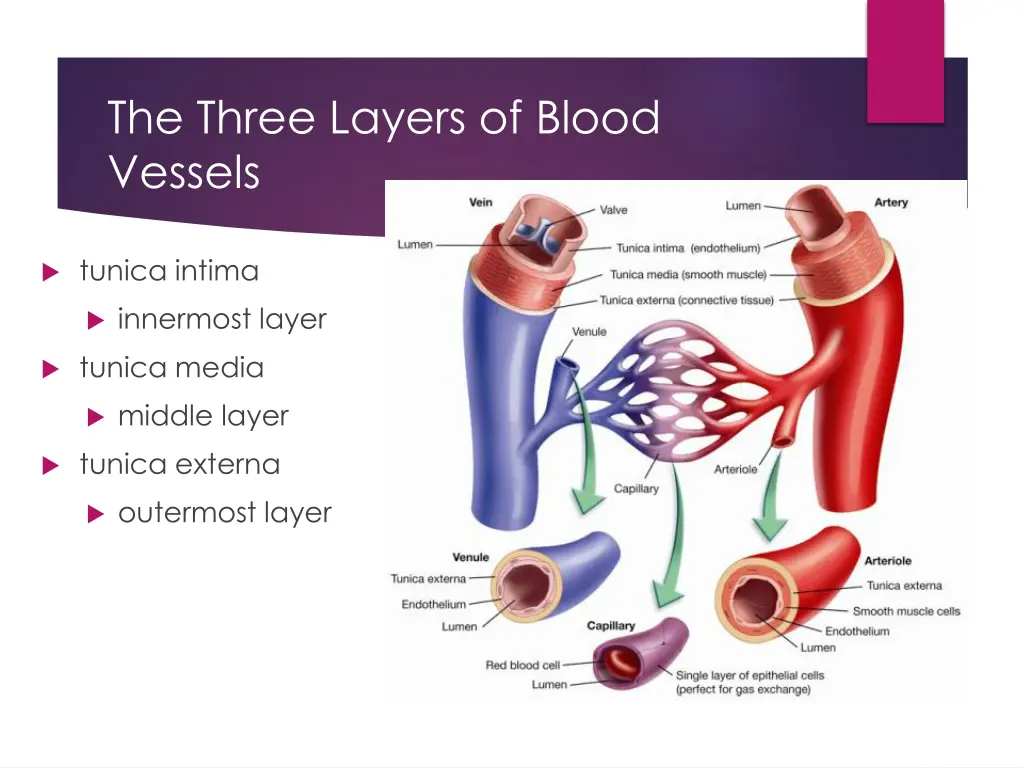 the three layers of blood vessels