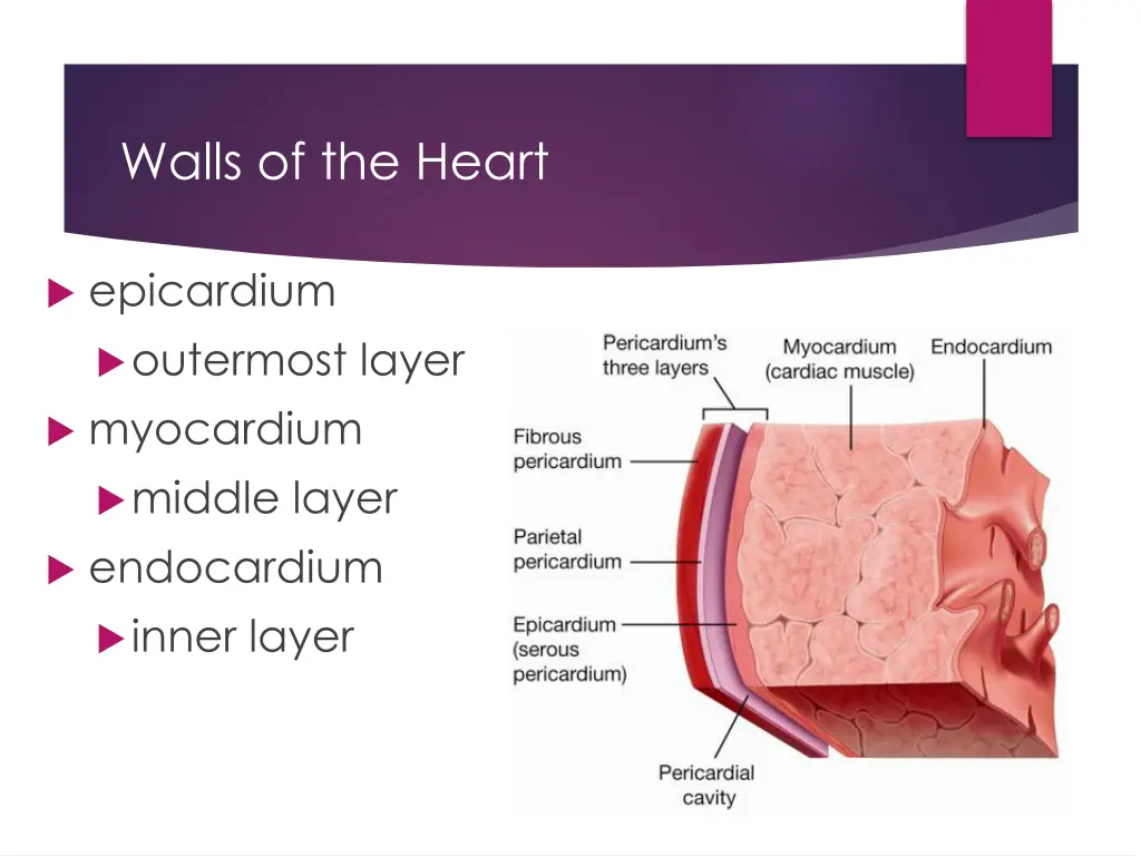 walls of the heart