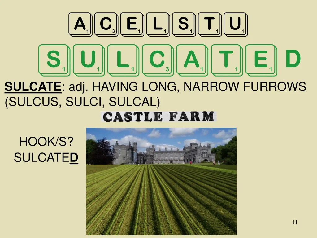 acelstu sulcate sulcate adj having long narrow