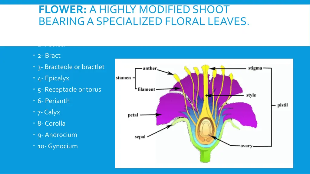 flower a highly modified shoot bearing